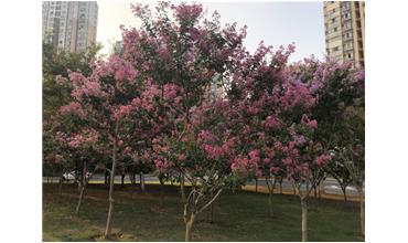 夏秋季節(jié)，錫城首次驚現(xiàn)紫薇花開美景